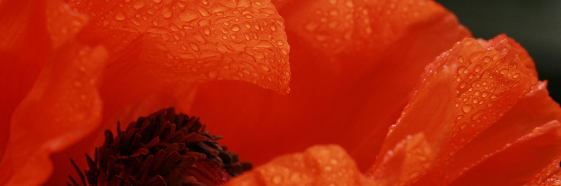 BibbiH's profile banner image