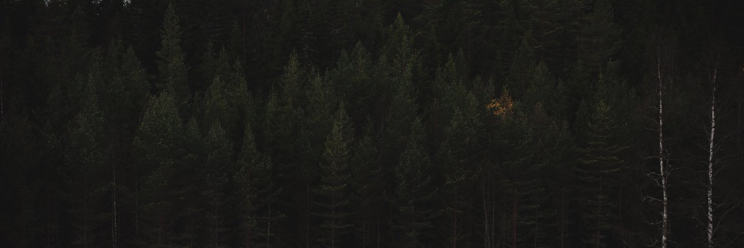 Markus Olsson banner