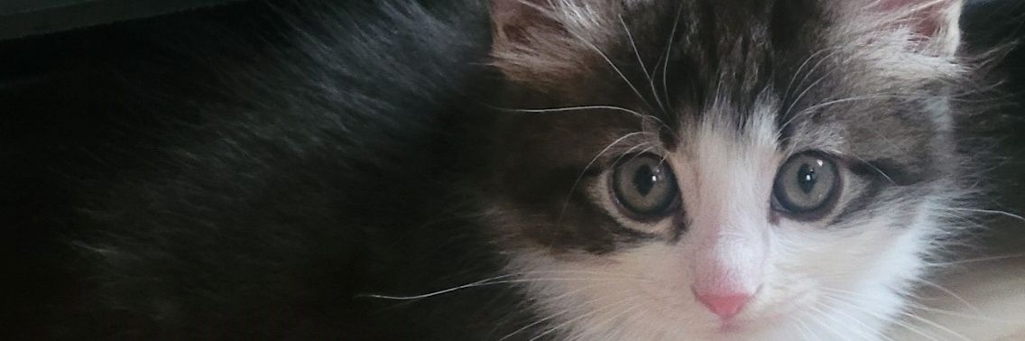 Shimpo20's profile banner image