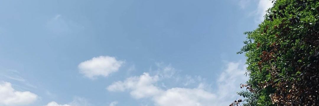 🦁 banner