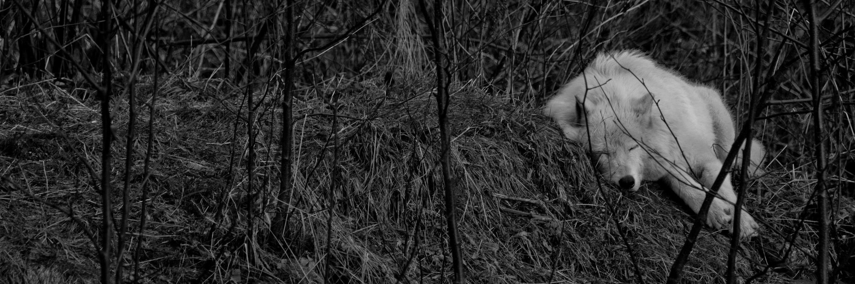 whit3rob's profile banner image