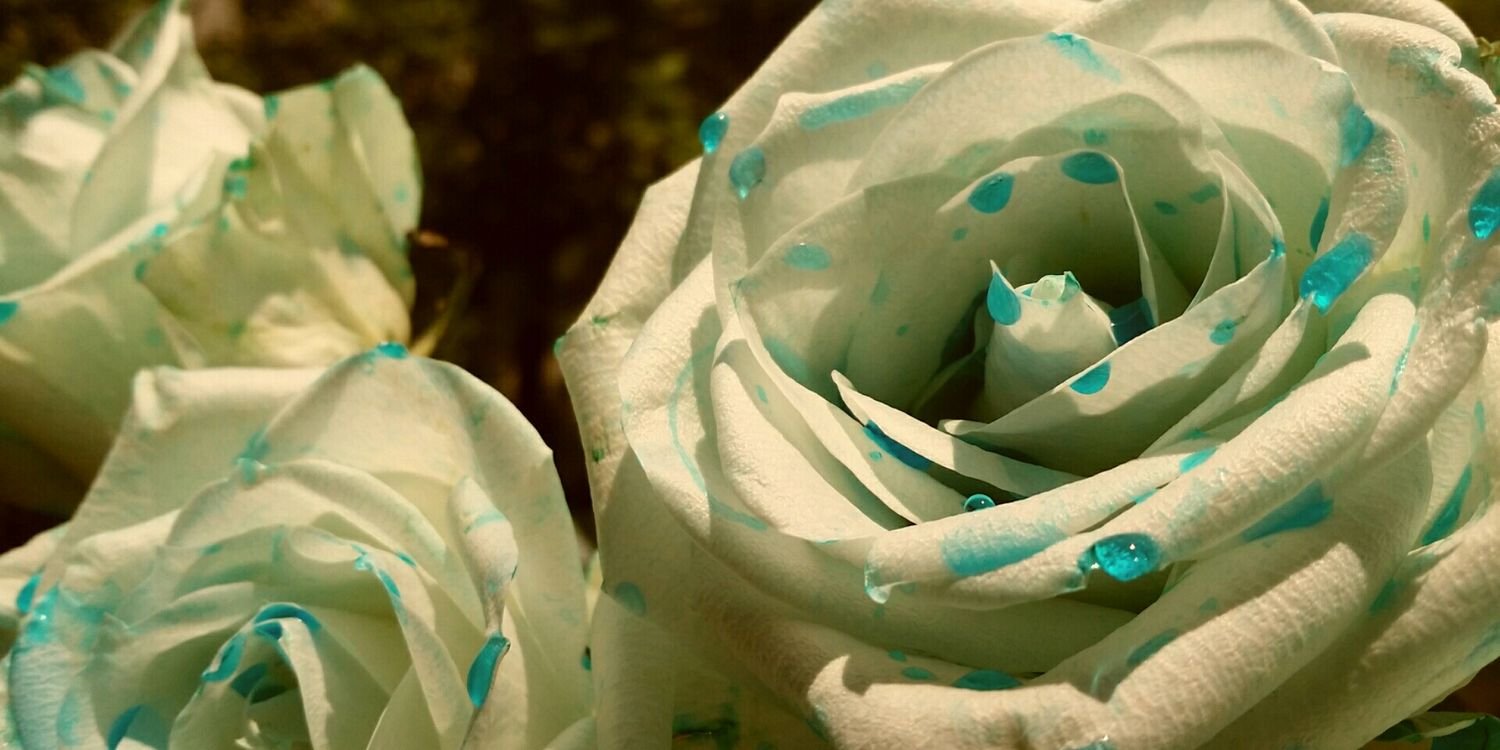 DylanBaileyj's profile banner image