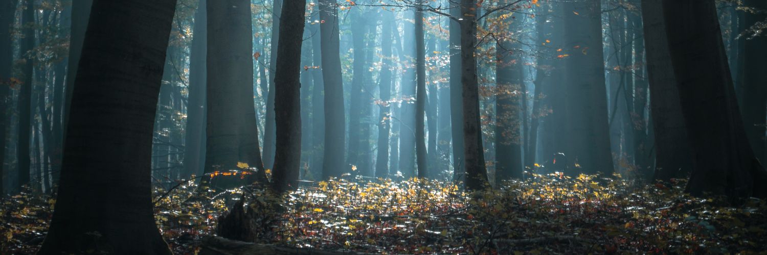 BaldSasquatch1🇺🇸🇺🇸 banner