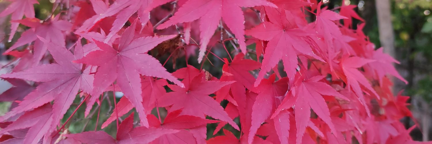 62_toshi's profile banner image