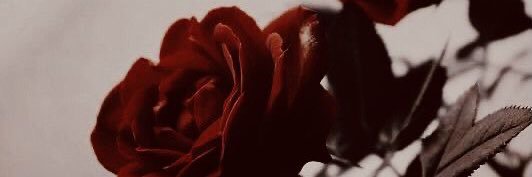𝓒𝒂𝒓𝒐𝒍𝒊𝒏𝒆 𝐕𝐨𝐧 𝐇𝐚𝐠𝐞𝐧 banner