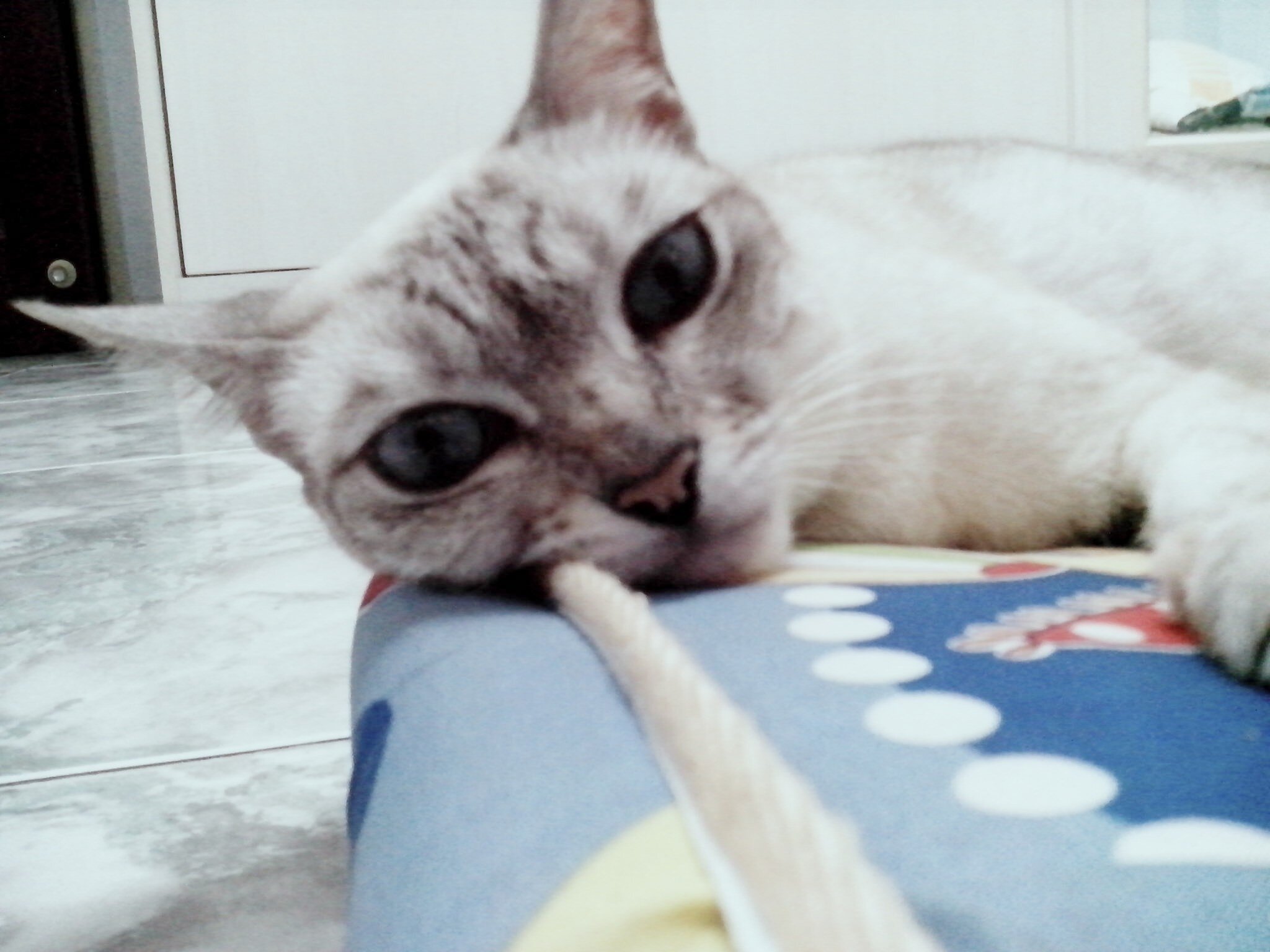 deeyanapermata's profile banner image