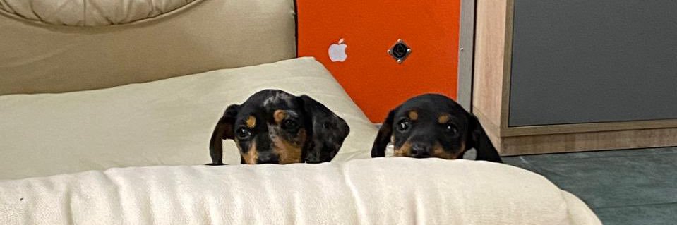 Fedex 🇦🇷 banner