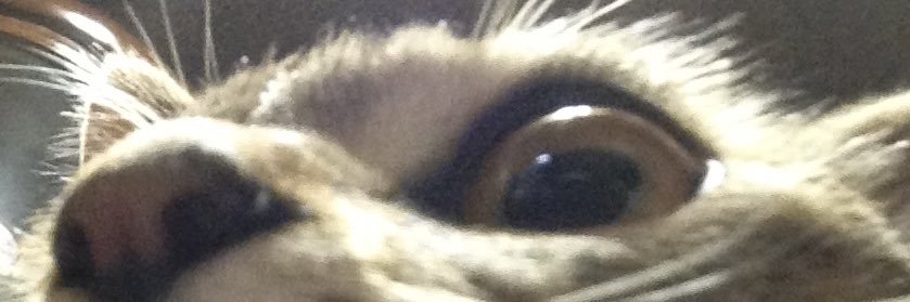 ちぇしゃ🐾cheshire cat banner