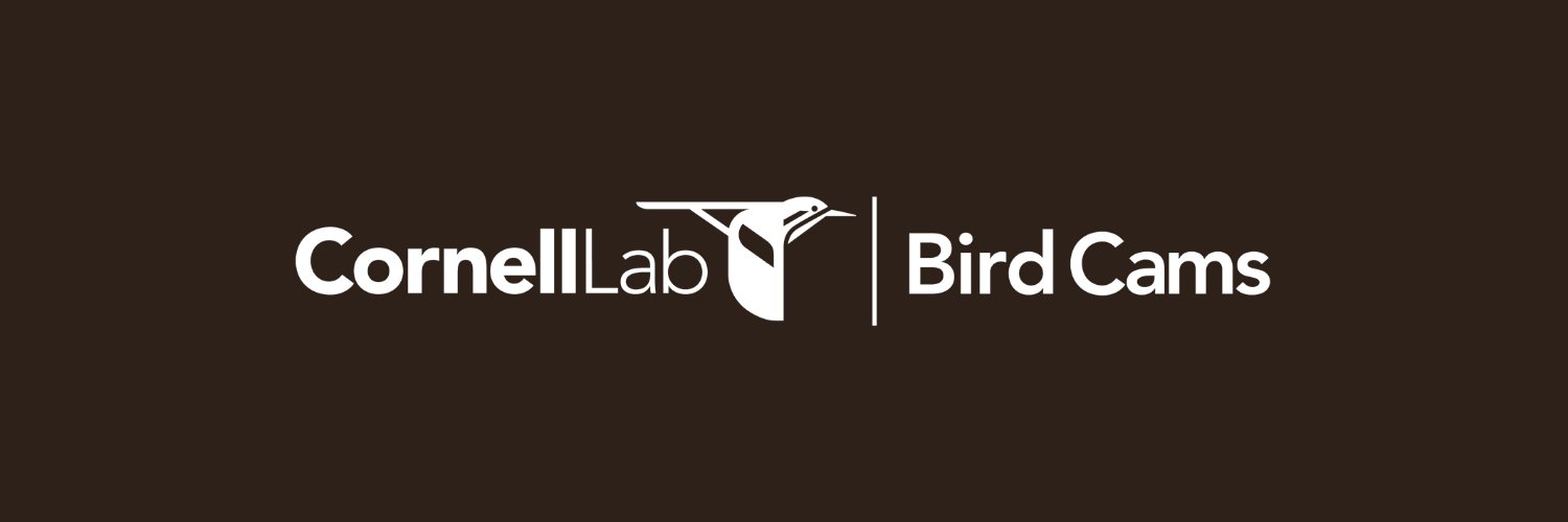 Bird Cams banner