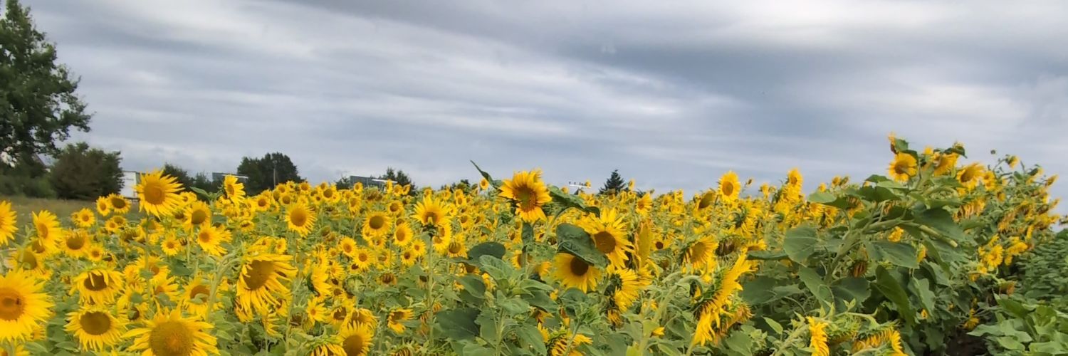 Tansello's profile banner image