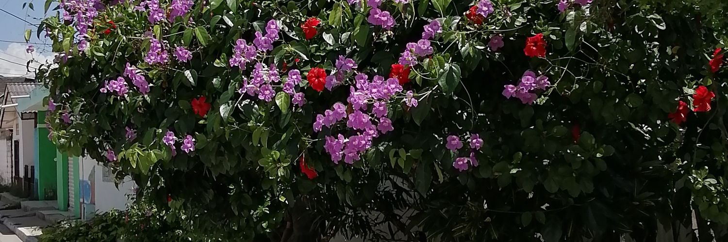 HEDMER JOSE  TORRES  banner