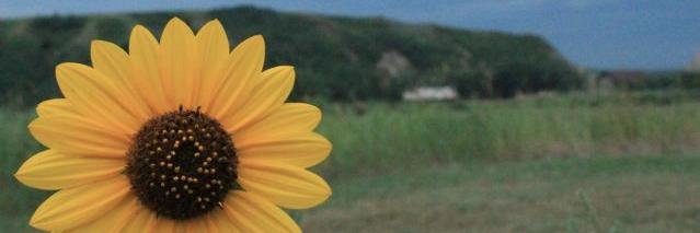DiscoverGreen2's profile banner image