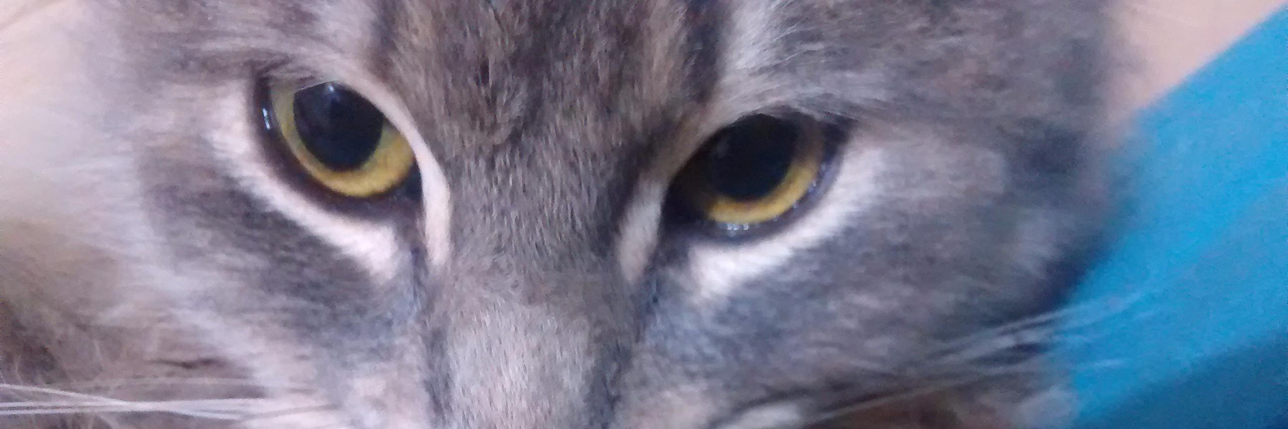 Paulina Bahamonde🐈‍⬛ banner