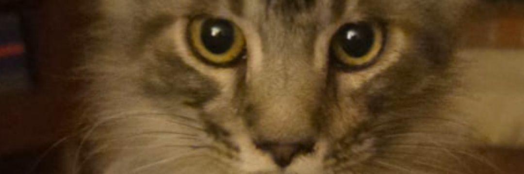 vaskolima's profile banner image