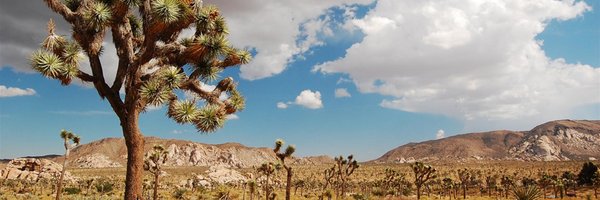 ovale Profile Banner