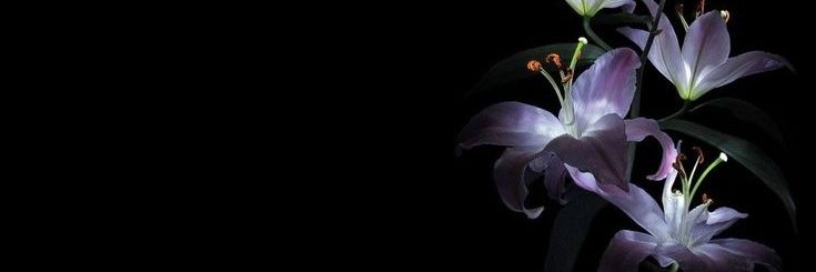 weiyingmidios's profile banner image