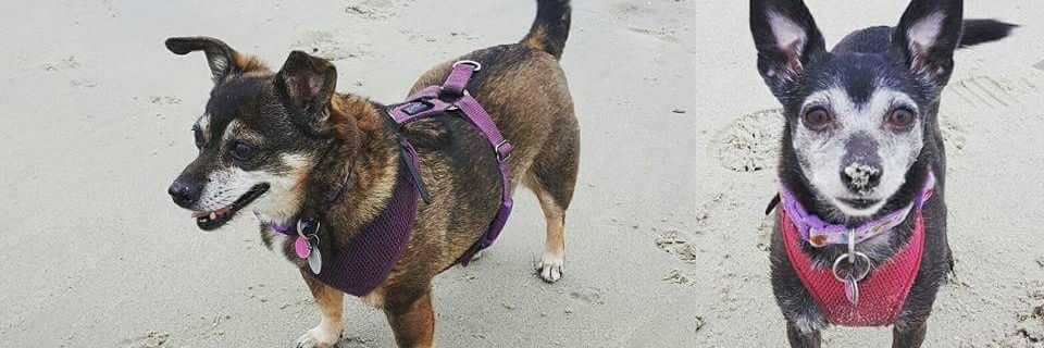 Allie D. Pottenger banner