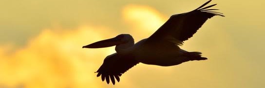 Pelican Pelican banner