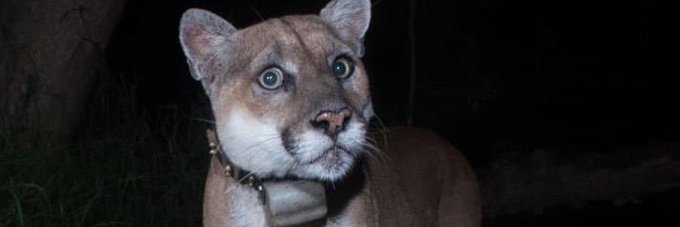 Leslie #LoveWillAlwaysTrumpHate banner