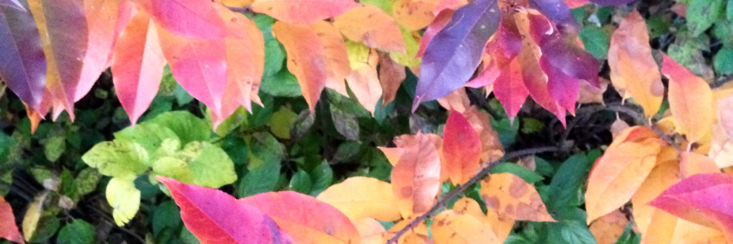 bbwell5's profile banner image