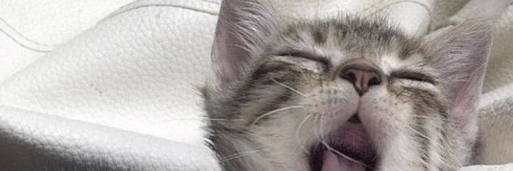 llenaaww banner