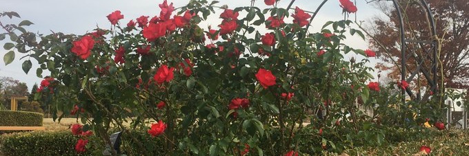 header image