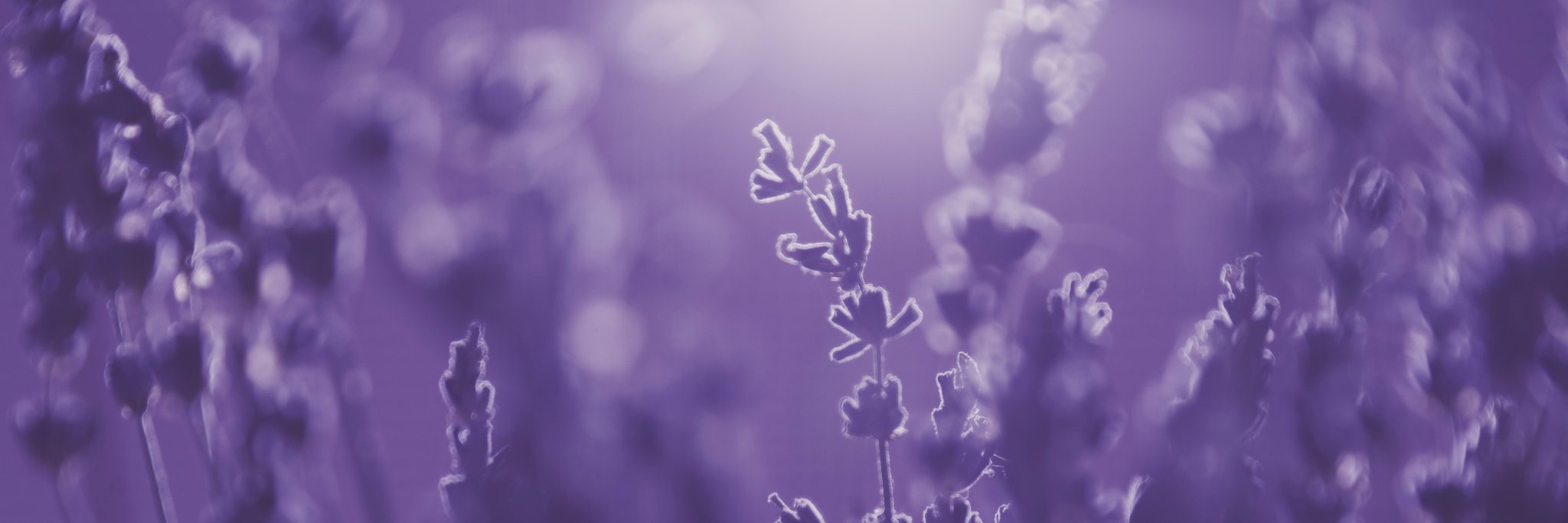 Lady_Musgrave's profile banner image