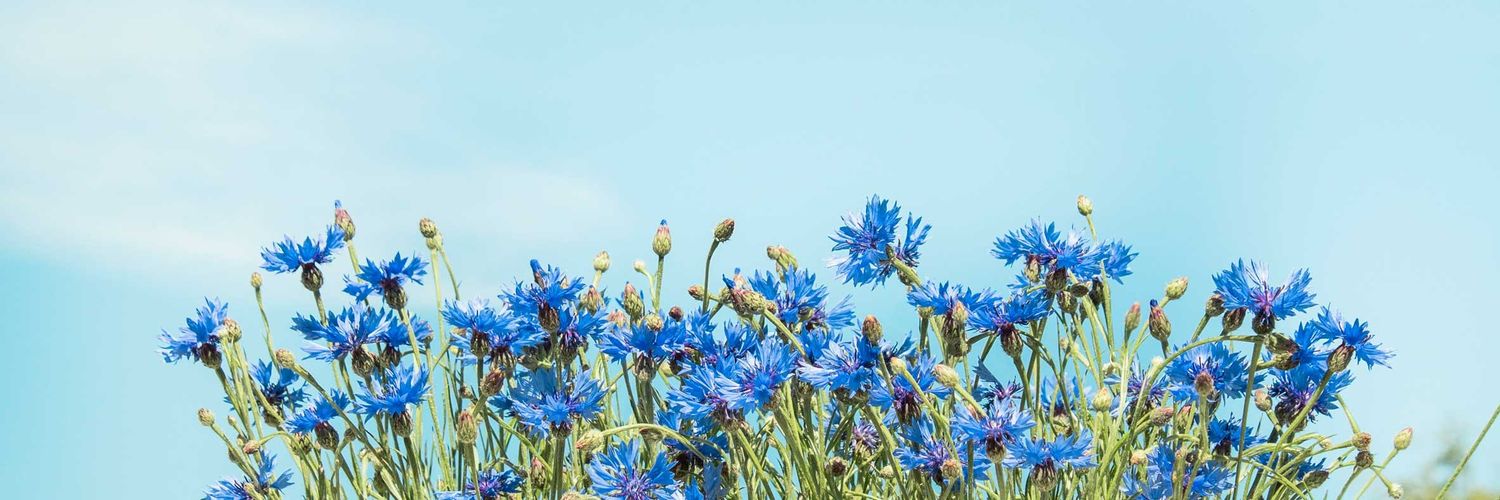 Liberalbotkyrka's profile banner image