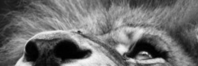 CraZYBASTARD26's profile banner image