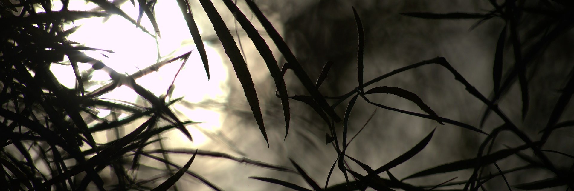 Pierre Roustan, Visceral Horror Author banner