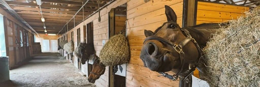 Interstellar Thoroughbreds banner