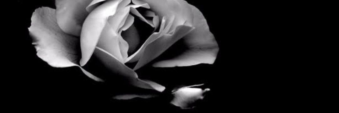 Sebastião Alves banner