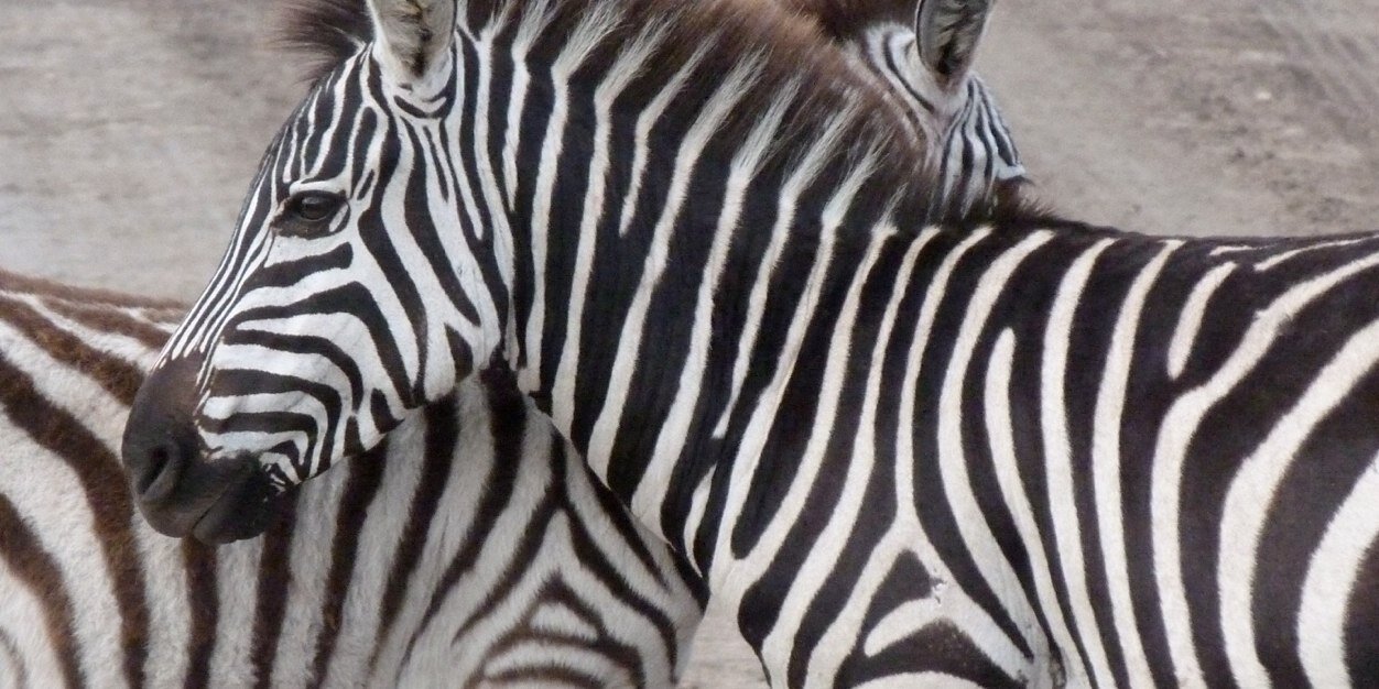 Renee Mascari banner