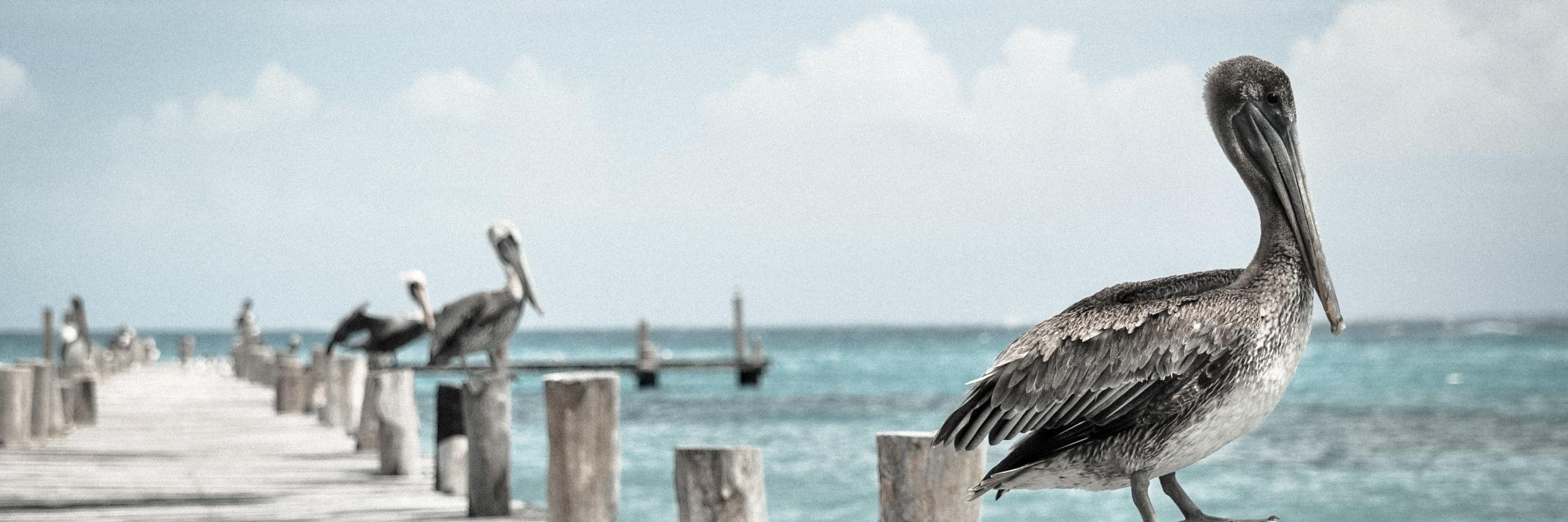 evaforening's profile banner image