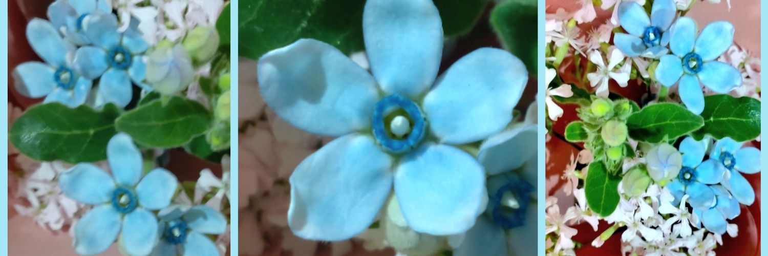 yanchan28's profile banner image