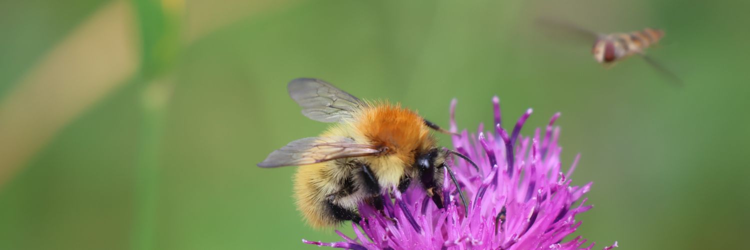 Kukogho Iruesiri Samson banner