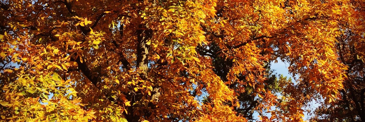 audrey_pile's profile banner image