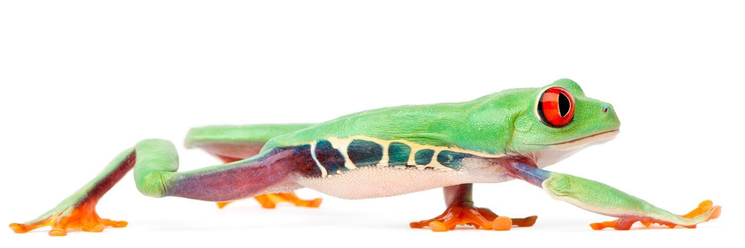 GlassFrog's profile banner image