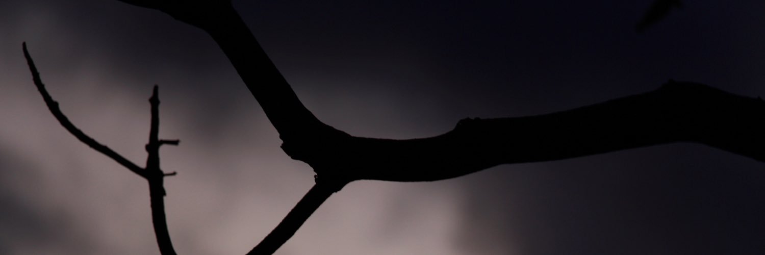 roen_ca's profile banner image