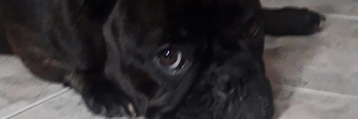 loreborzi's profile banner image