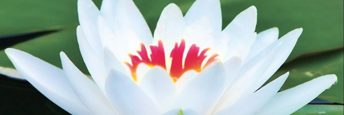 vanijain26's profile banner image