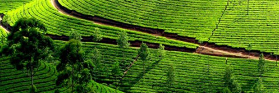 deagaya's profile banner image