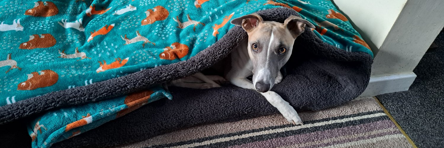 Kroppa the Whippet banner