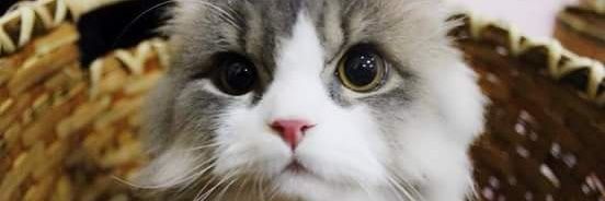 TK ⭐ 🤍 🐶 😼 banner