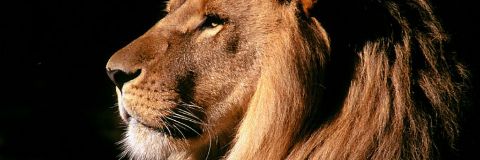 leoporta's profile banner image