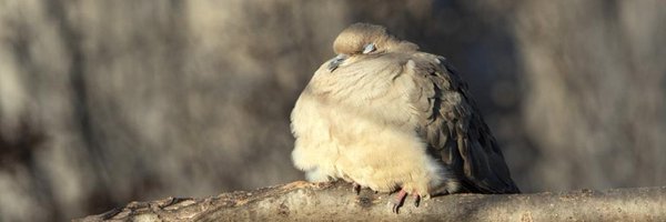 Pidgebot5000 Profile Banner