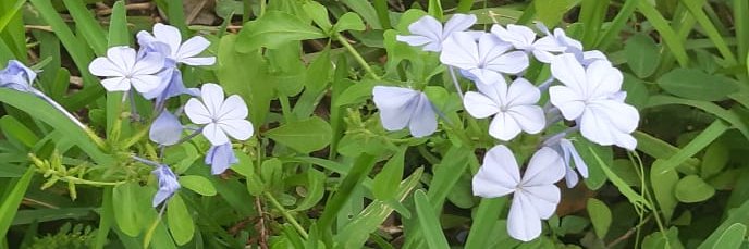 UnmaskedSpring banner