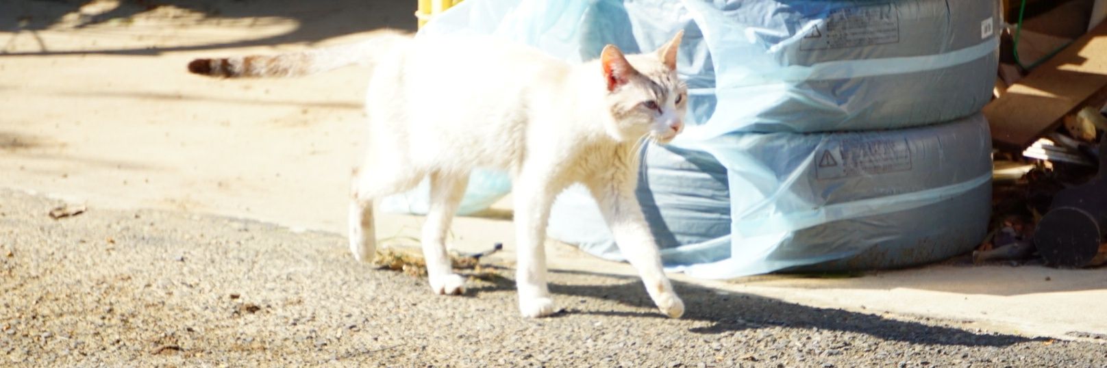 MtTomomoooon's profile banner image
