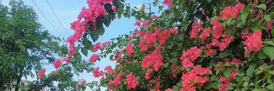 mayonesss19's profile banner image