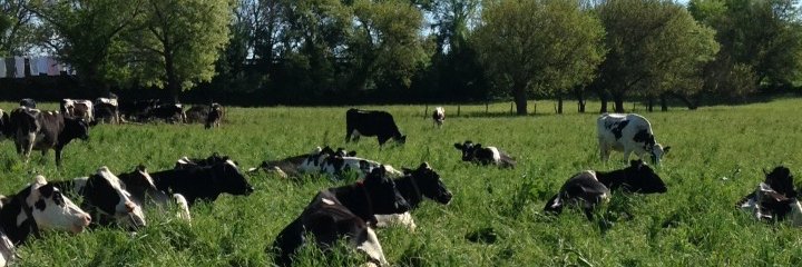 PSUDairy's profile banner image